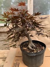 maple bonsai for sale  Charlotte