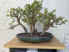 Dwarf jade bonsai for sale  Kissimmee