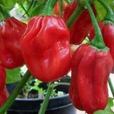 Pimiento Habanero Rojo   semillas seeds - Muy Picante chile huerto chili  segunda mano  Embacar hacia Argentina