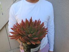 Aloe crosby prolific for sale  Garden Grove