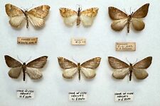 Six british specimens for sale  Shipping to Ireland