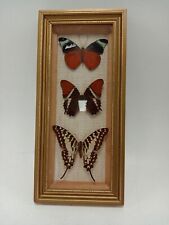 vintage framed butterflies for sale  RUGBY