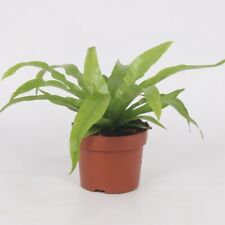 Houseplant asplenium antiquum for sale  IPSWICH