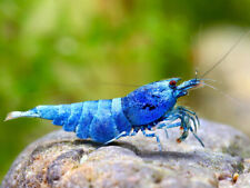 Blue bolt shrimp for sale  GLASGOW