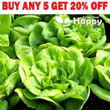 LETTUCE - ALL YEAR ROUND - 1000 SEEDS - Lactuca sativa - Vegetable seeds myynnissä  Leverans till Finland
