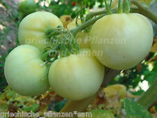 Great white tomate gebraucht kaufen  Pliezhausen