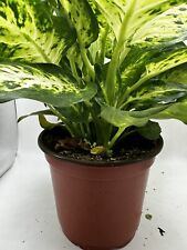 Dieffenbachia indoor plant for sale  Clermont