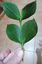 Hoya polyneura fishtail gebraucht kaufen  Rain
