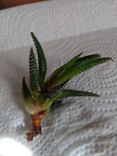Succulent live plant for sale  Edgewood