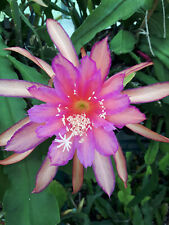 Epiphyllum leaf cacti for sale  Shipping to Ireland