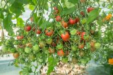 Semi pomodoro ciliegino usato  Reggio Calabria