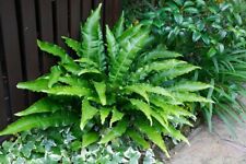 Harts tongue ferns for sale  MOLD