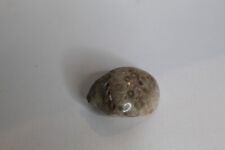 Michigan Petoskey Stone Partially Polished Semi Precious Fossil 2 1/2" x 1 1/2" for sale  Shipping to South Africa