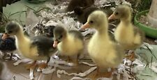 Four goose hatching for sale  HULL