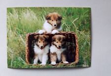 Weltbild postkarte hund gebraucht kaufen  Nörvenich