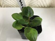 Tomahawk african violet for sale  Mascoutah