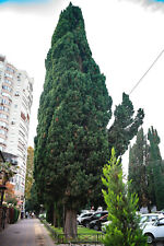 Green giant thuja for sale  Saint Augustine