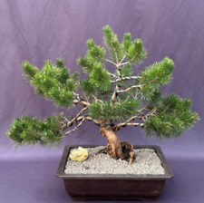 Mugo pine bonsai for sale  Patchogue