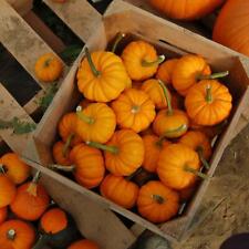 Jack little pumpkin for sale  FERRYHILL