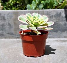 Well rooted aeonium for sale  Irvine