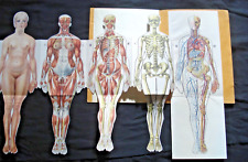 Atlas anatomique démontable d'occasion  La Croix-Saint-Leufroy