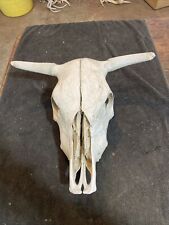 Bull horns skull for sale  Ellis