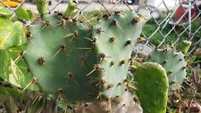 Fresh cactus plant for sale  Fort Lauderdale