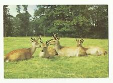 Fallow deer new for sale  Shipping to Ireland