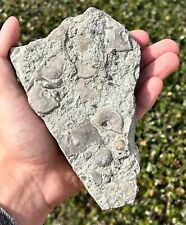 Big fossil brachiopods for sale  Coppell