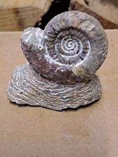 Ammonite fossile piccola usato  Italia