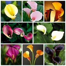 100 sementes de lírio Calla Zantedeschia  comprar usado  Enviando para Brazil