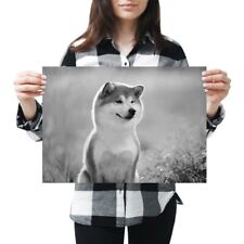 Shiba inu akita for sale  SELBY