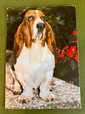 Postkarte hund basset gebraucht kaufen  Köln