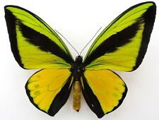 Ornithoptera golia titanio usato  Spedire a Italy