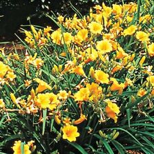Daylily yellow stella for sale  Hollister