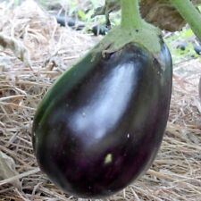 Black beauty eggplant for sale  Minneapolis