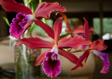 Laelia zip orchid for sale  Shipping to Ireland