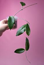 Hoya cutis porcelana cutis-porcelana rarity rare plant collectible ho na sprzedaż  PL