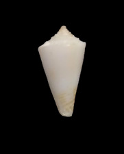 Conchiglia shell conus usato  San Cesareo