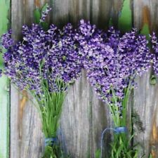 100 lavender seeds for sale  Buffalo