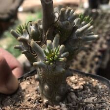 6cm Cactus Plant Tylecodon Wallichii Succulent Cactus Live Plant Beautiful Plant for sale  Shipping to South Africa