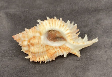 Muricidae Chicoreus Problematicus 61.2mm Bohol Philippines for sale  Shipping to South Africa