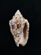 Used, sea shell Voluta ebraea, 82.4mm for sale  Shipping to South Africa