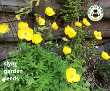 Welsh poppy native for sale  CARNFORTH