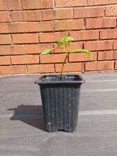 Sycamore 2024 sapling for sale  SLOUGH