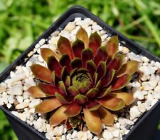 Sempervivum lympia eigene gebraucht kaufen  Selters