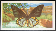 BIRDWING BUTTERFLY  Indonesia  Illustrated Insect Card  WC08M for sale  Shipping to South Africa