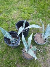 Blue agave plant for sale  Redding
