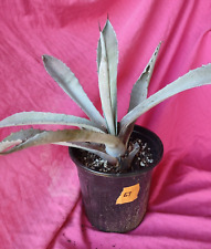 Century plant agave for sale  Chandler