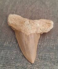 Dent requin fossilisée d'occasion  Montpellier-